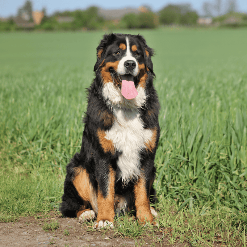 Bernese Mountain Dog overview