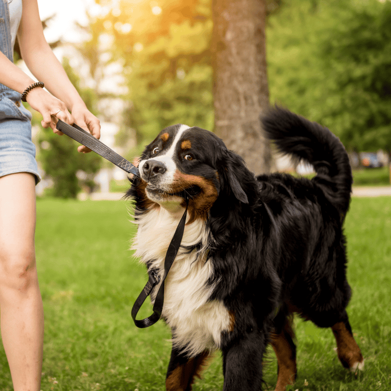 Bernese Mountain Dog characteristics