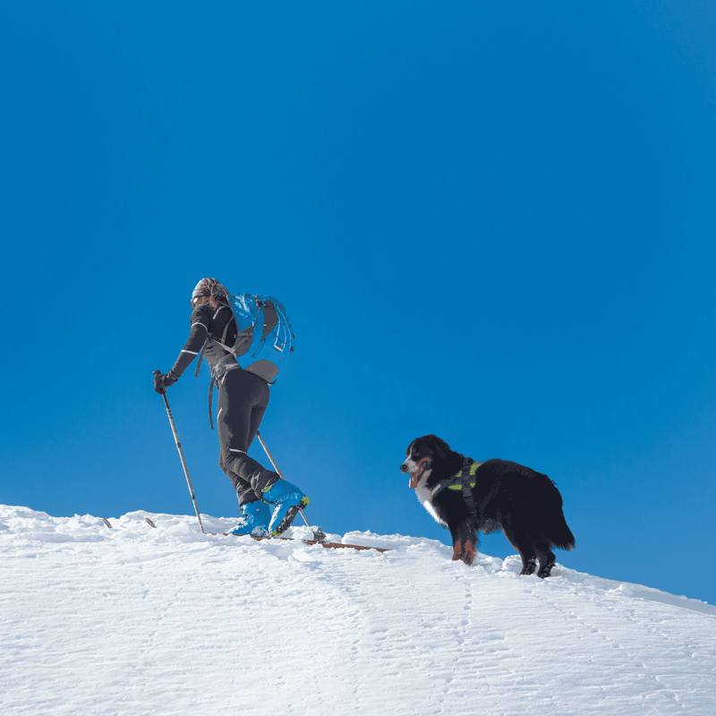 Alpine dog trekking, winter adventure, hiking with dog, snow sports.