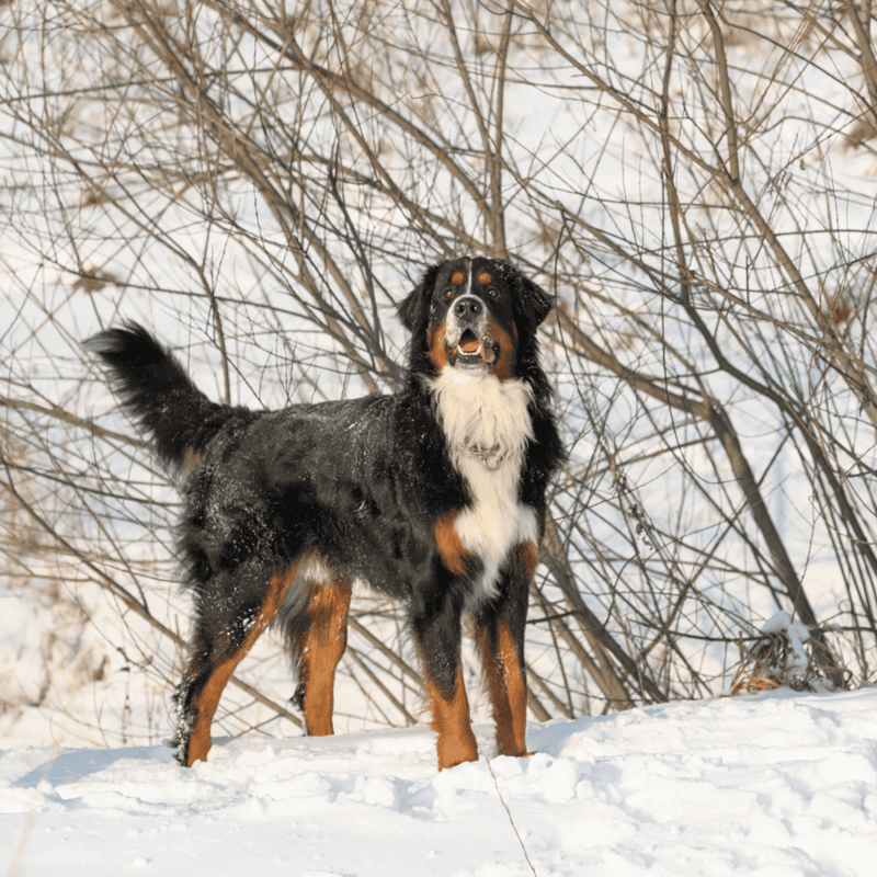 Bernese Mountain Dog photo 3