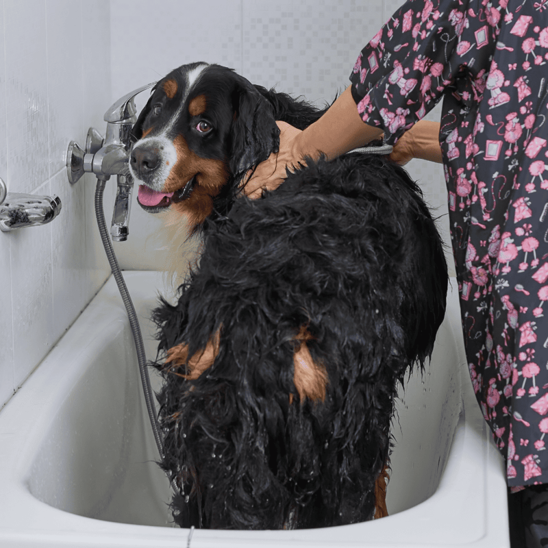 Dog grooming, pet bathing, professional dog wash, grooming services.