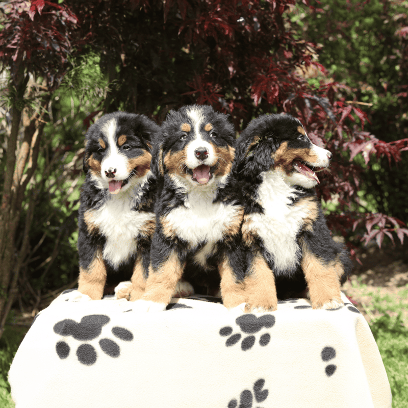 Adorable Bernese Mountain Dog puppies sitting outdoors.
