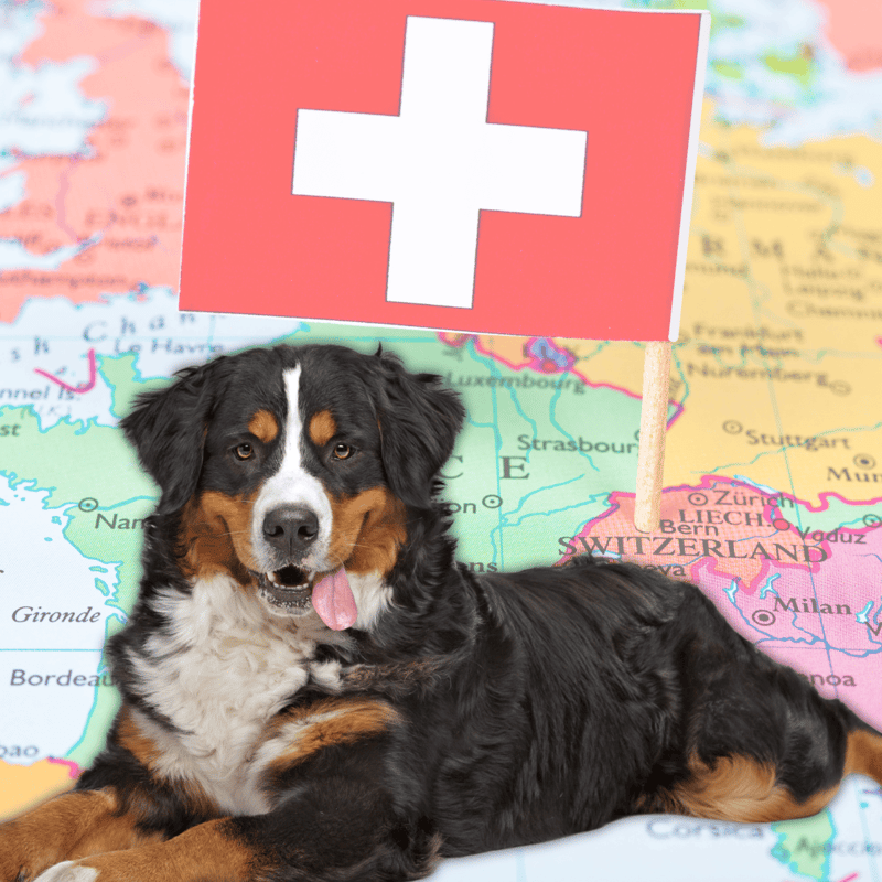 Adorable Bernese Mountain Dog laying on a map with Swiss flag.