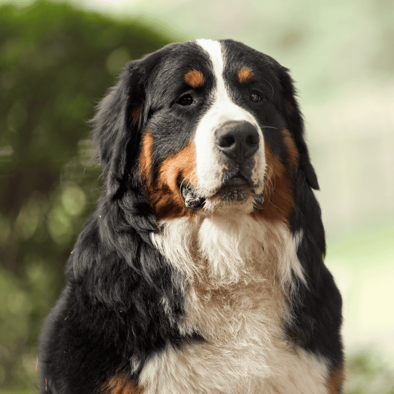 Large Bernese Mountain Dog portrait with tri-color coat, fluffy fur, and gentle expression.