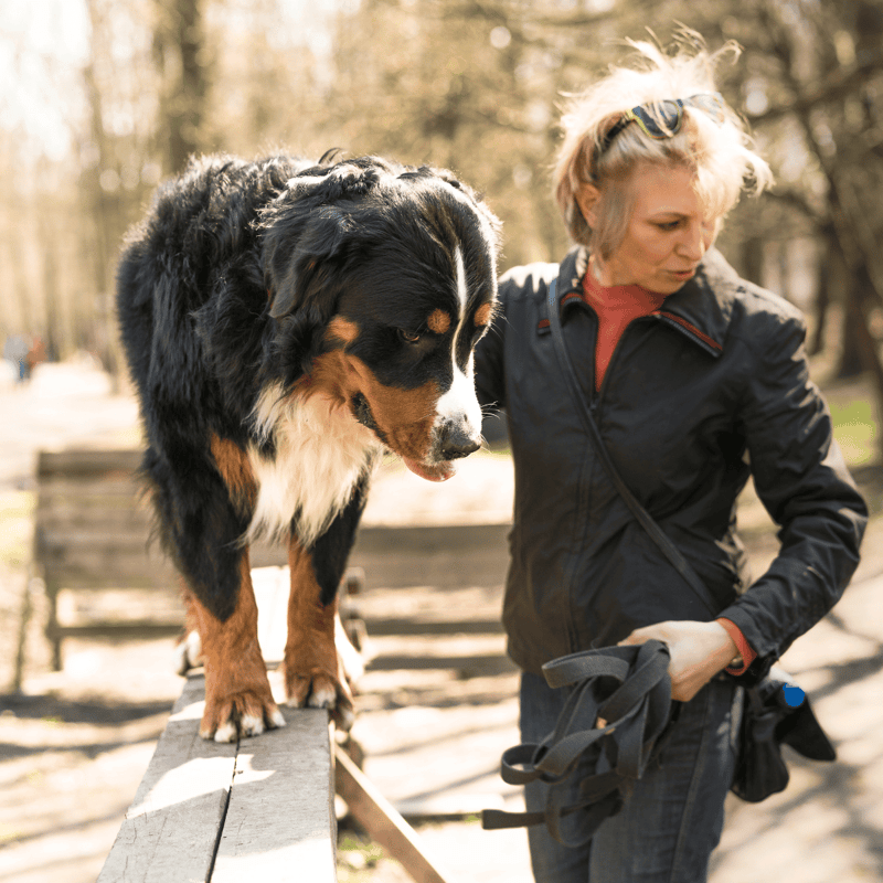Dog training tips with handler at park for loyal pet care.