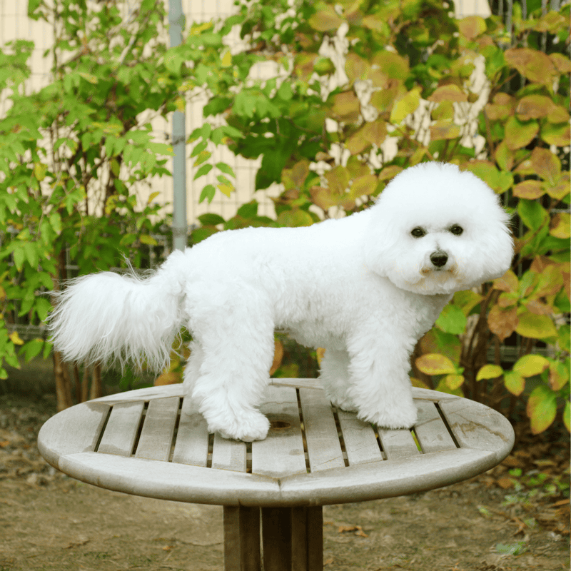 Bichon Frise overview