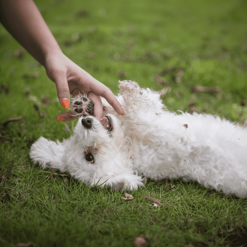 Bichon Frise characteristics