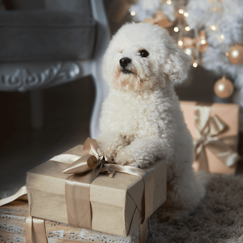 Bichon Frise photo 2