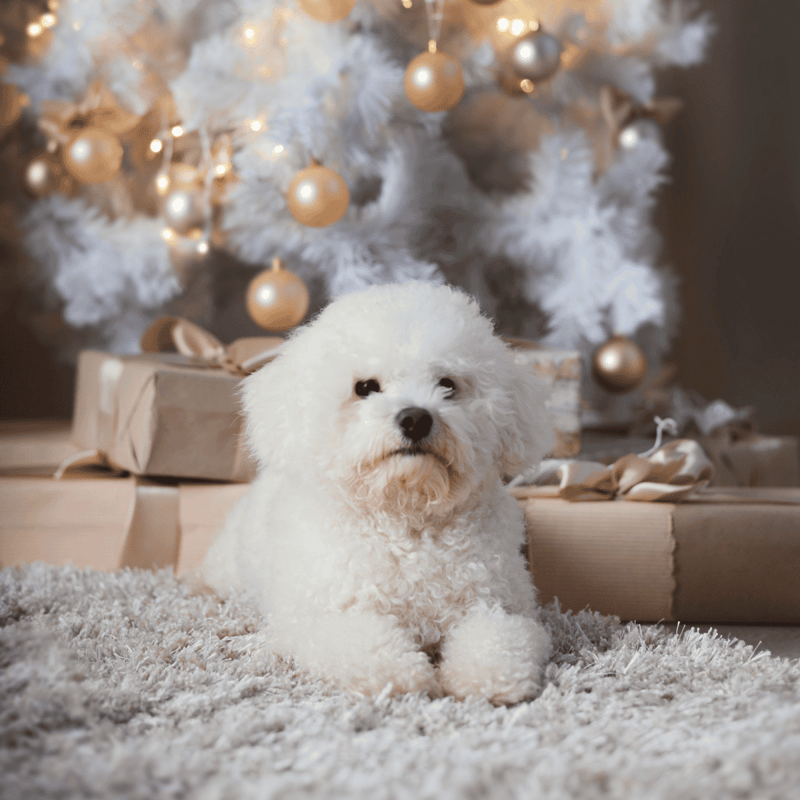 Bichon Frise photo 3