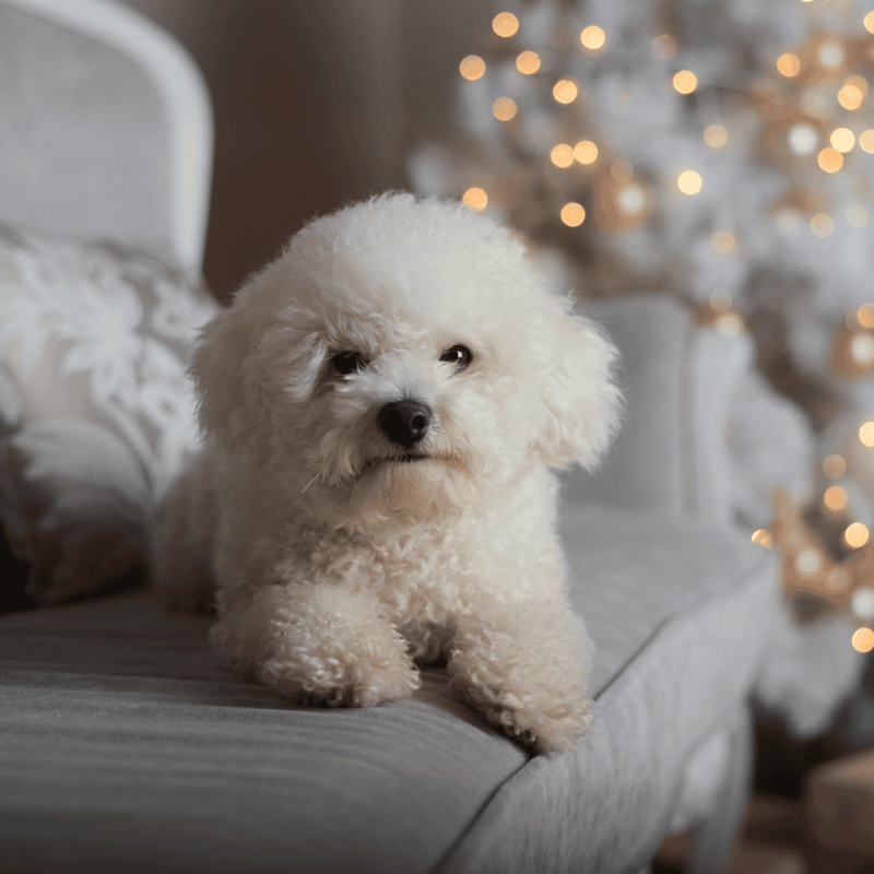 Bichon Frise photo 1