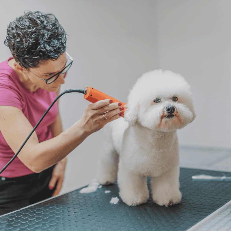 Dog grooming pet grooming services professional grooming for dogs.