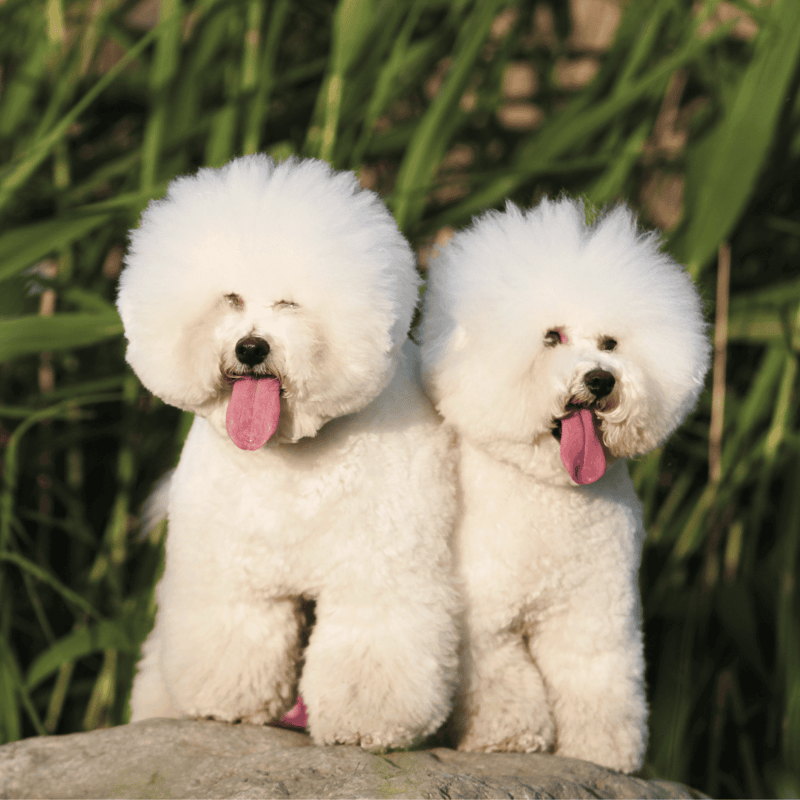 Adorable white Bichon Frise dogs with fluffy coats, enjoying a sunny day in nature.
