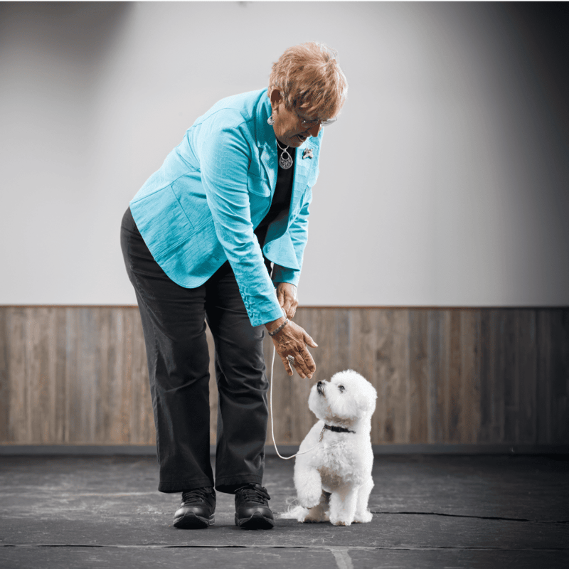Dog training with handler and small fluffy white dog in training class.