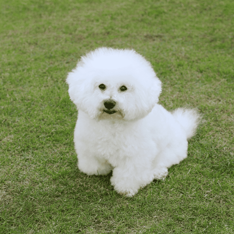 Fluffy white Bichon Frise dog sitting on green grass, perfect pet for home and outdoor adventures.
