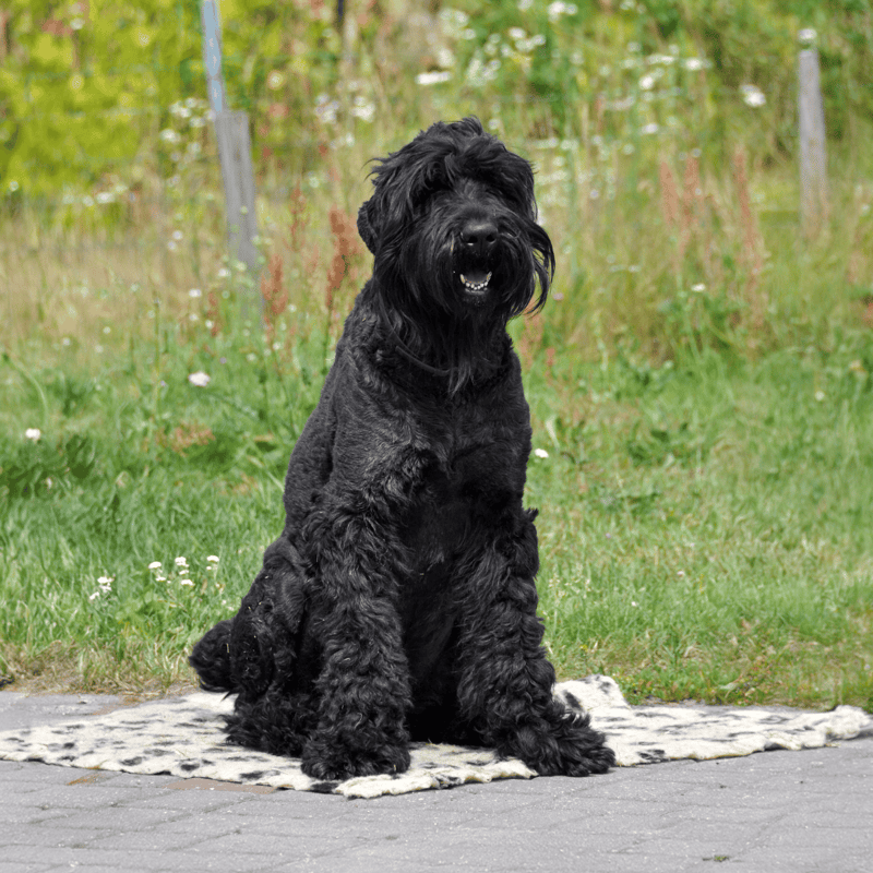 Black Russian Terrier overview
