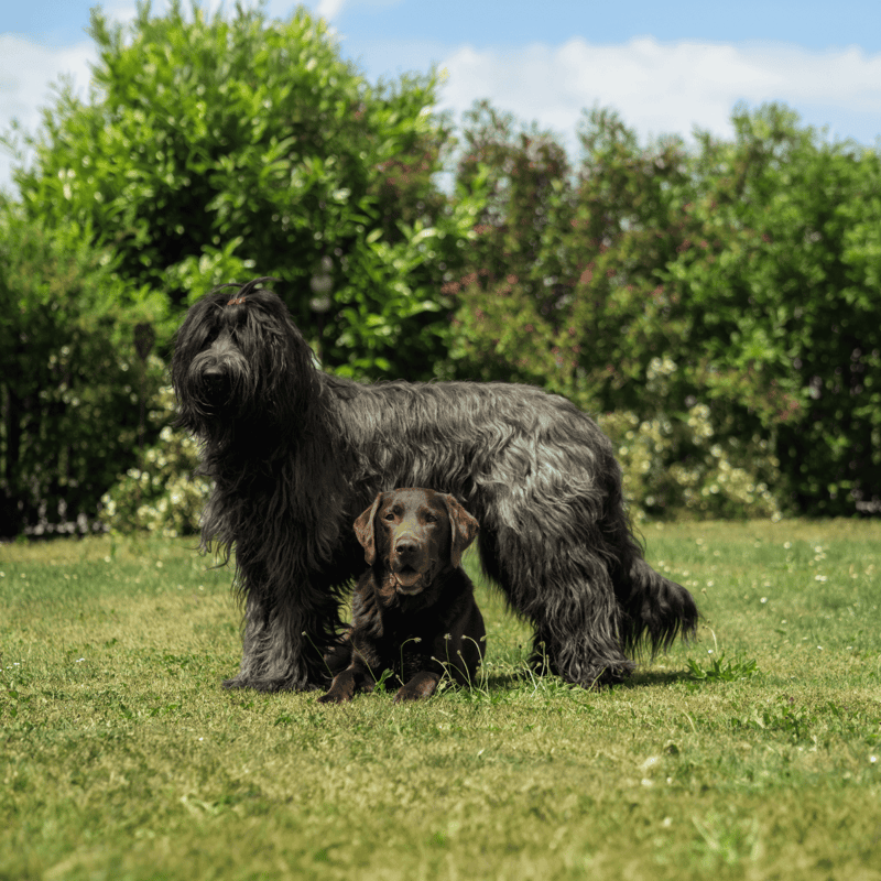 High-quality image of a large black dog and a puppy sitting on a grassy lawn with trees and bushes in the background.