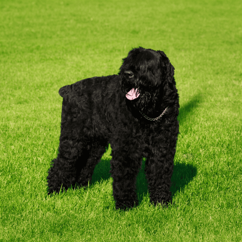 Black Russian Terrier photo 3