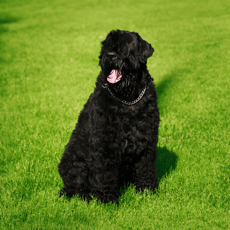 Black Russian Terrier photo 1