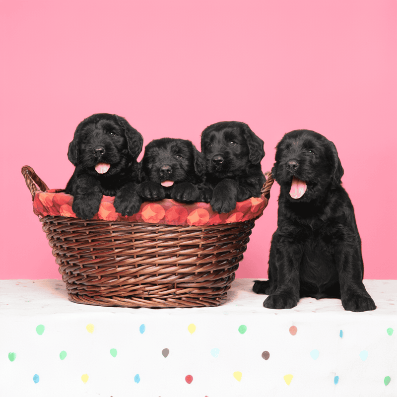 Adorable black Labrador retriever puppies sitting in a basket with a pink background.