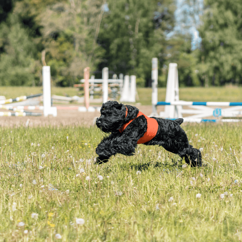 Black Russian Terrier Training