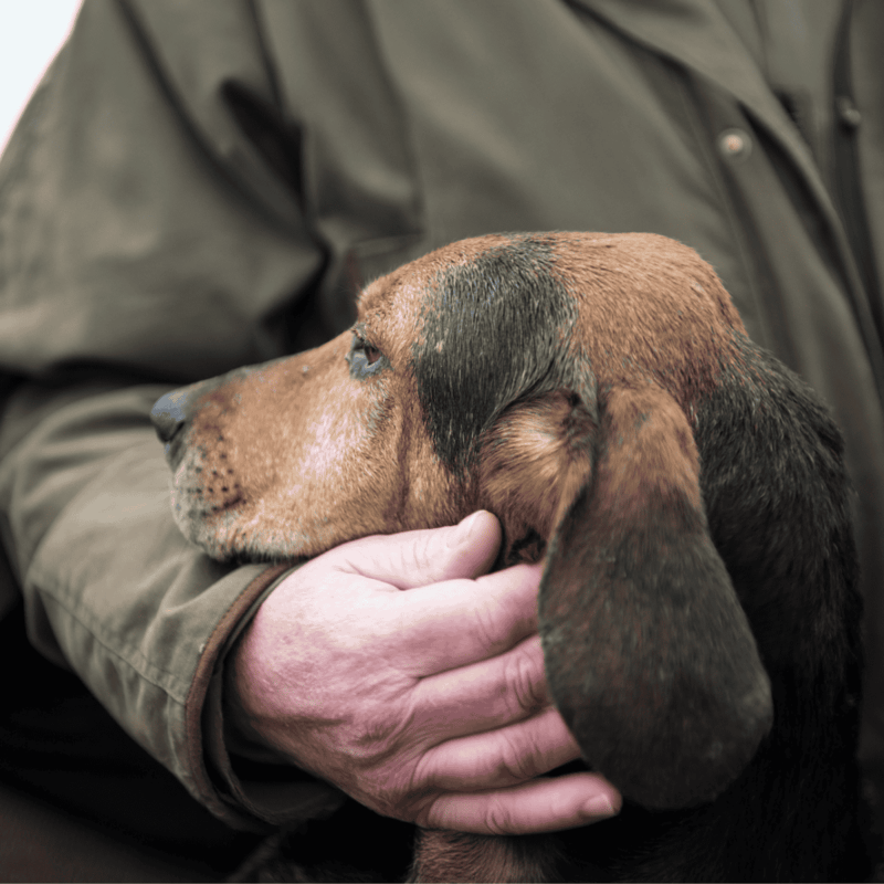 Bloodhound Are These Dogs Good For Families