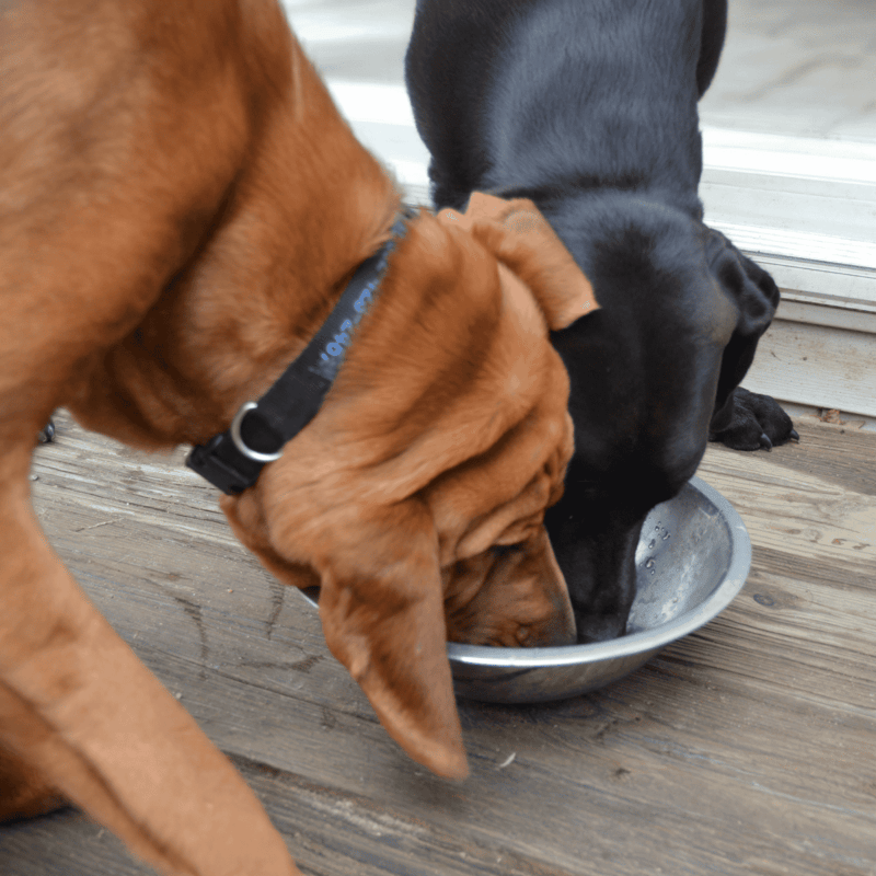 Bloodhound Food & Diet Requirements