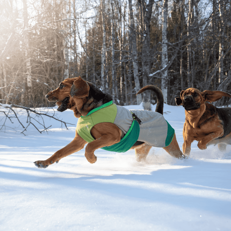 Bloodhound Male Vs. Female