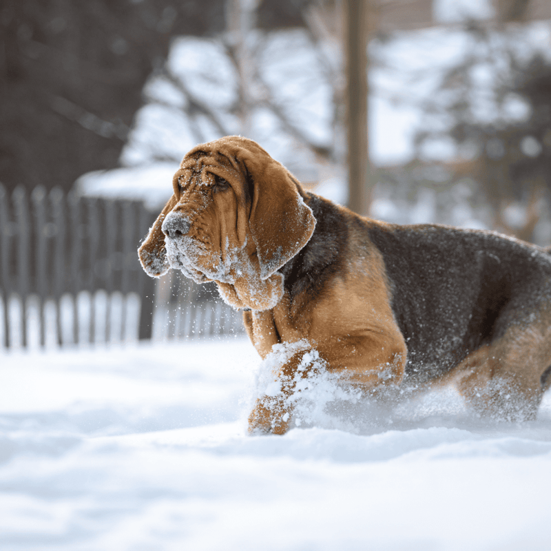 Bloodhound They Have a Unique Appearance