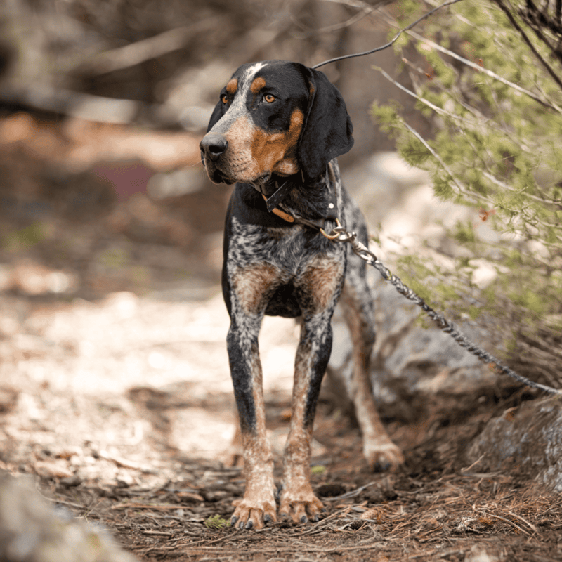 Bluetick Coonhound overview
