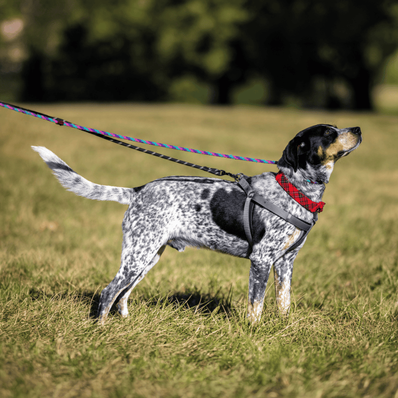 Bluetick Coonhound characteristics