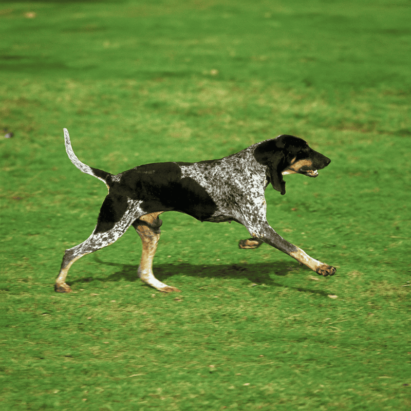 Energetic dog running outdoors on lush grass, showcasing active and healthy lifestyle.