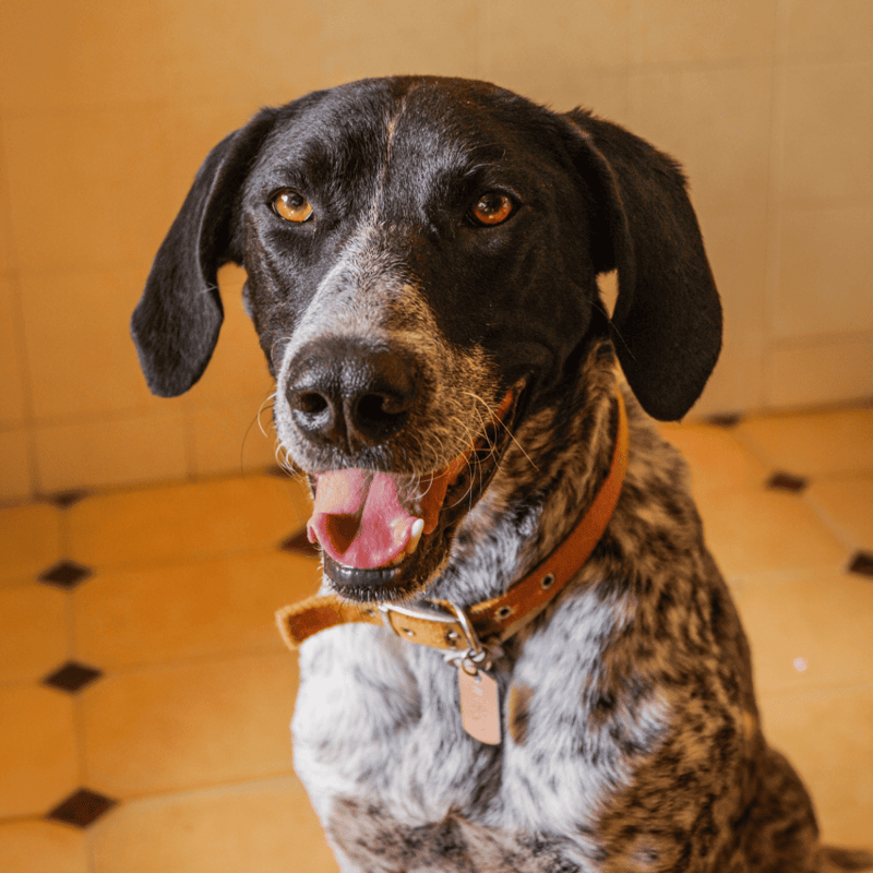 Adorable dog with expressive eyes, friendly smile, and spotted coat, showcasing joyful personality in a home setting.