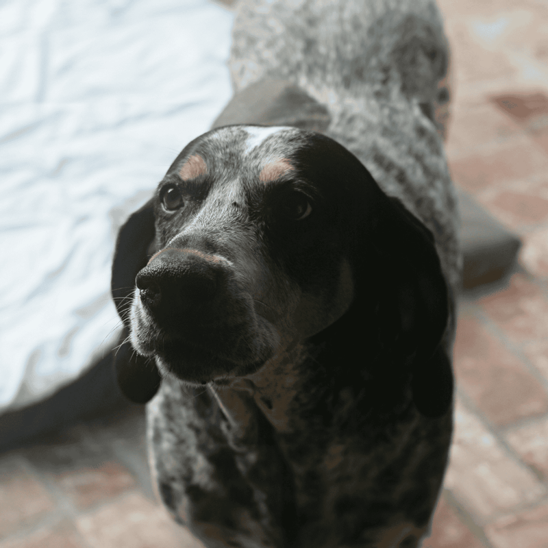 Bluetick Coonhound photo 2