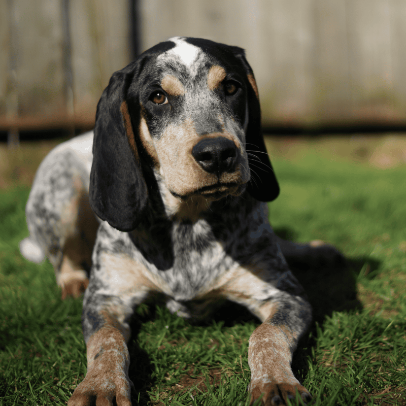 Bluetick Coonhound photo 3