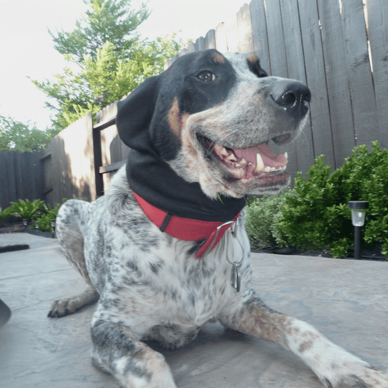 Bluetick Coonhound photo 1