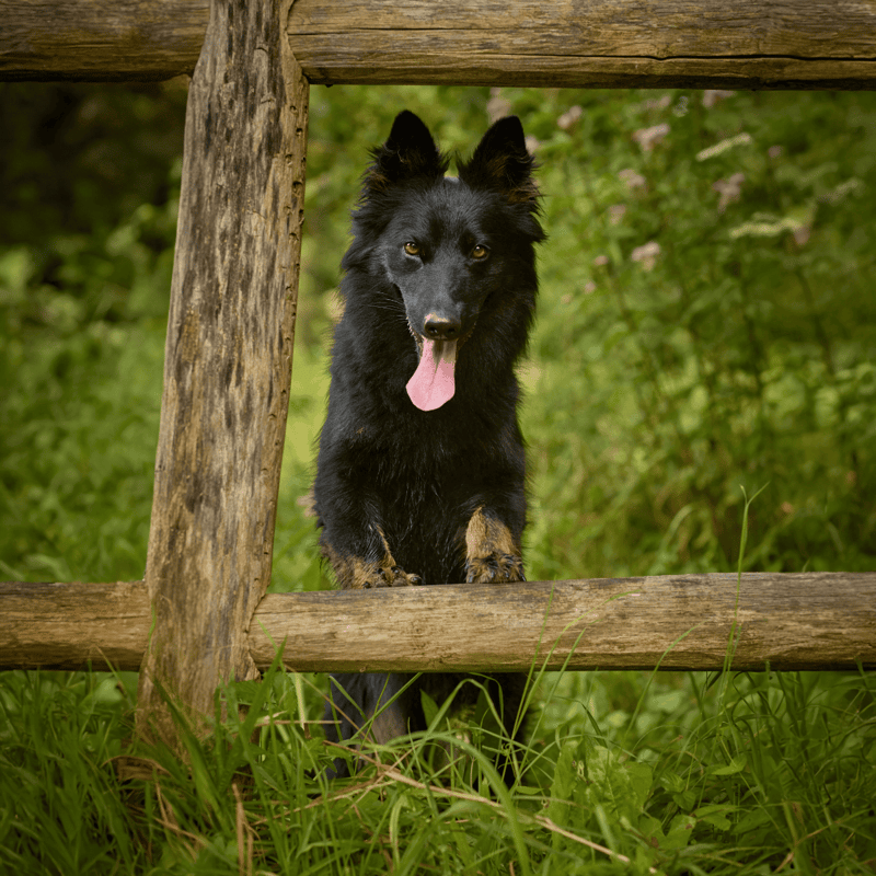 Bohemian Shepherd characteristics