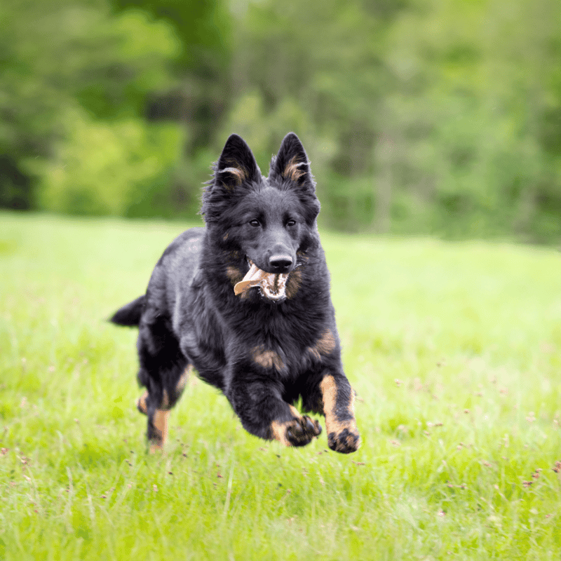 Bohemian Shepherd Exercise
