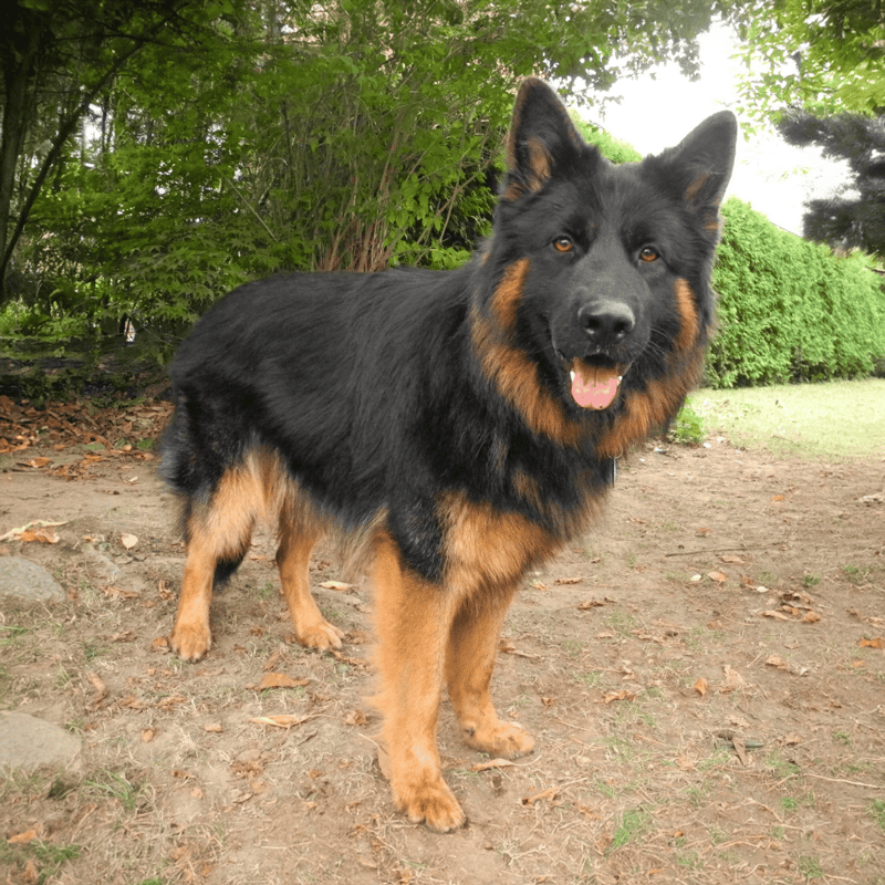 Bohemian Shepherd Final Thoughts