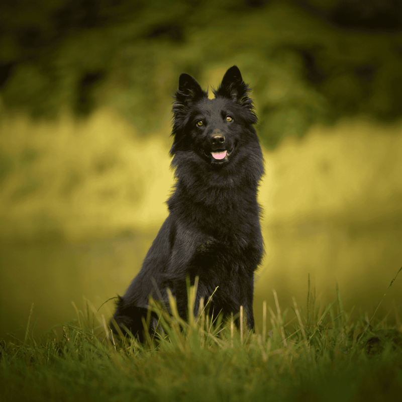 Bohemian Shepherd photo 1