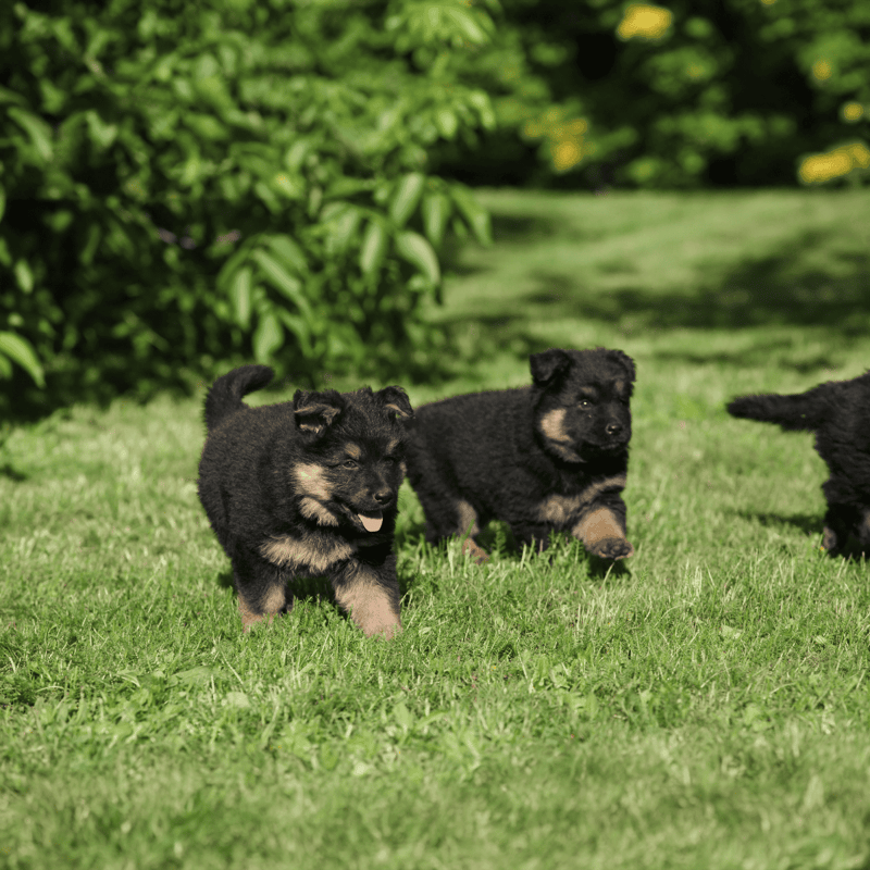 Adorable German Shepherd puppies enjoying playtime in a lush outdoor setting.
