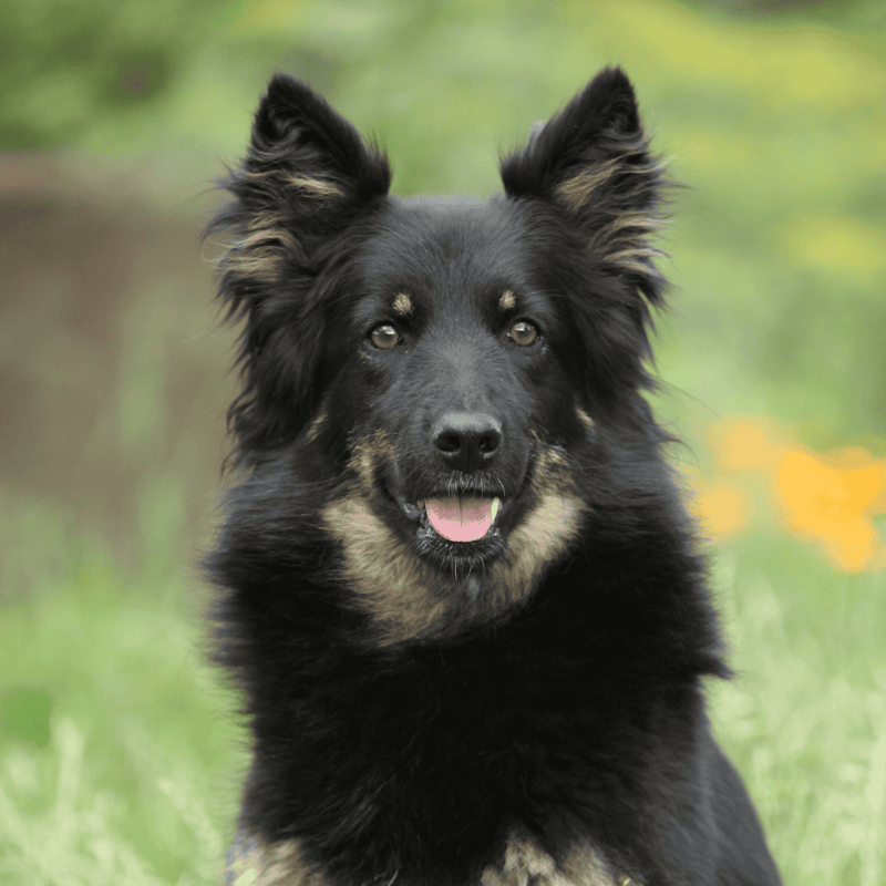 Adorable and friendly black and tan mixed breed dog with striking eyes, sitting outdoors on a grassy background.