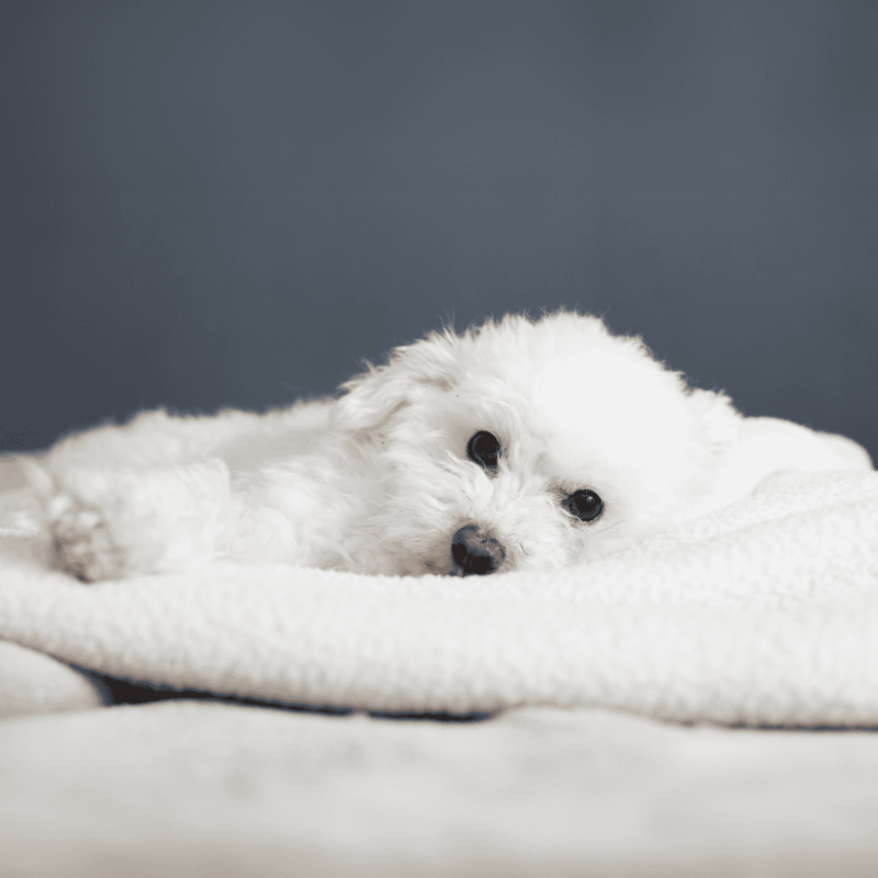 Adorable white puppy lying on soft white blanket with dark background.