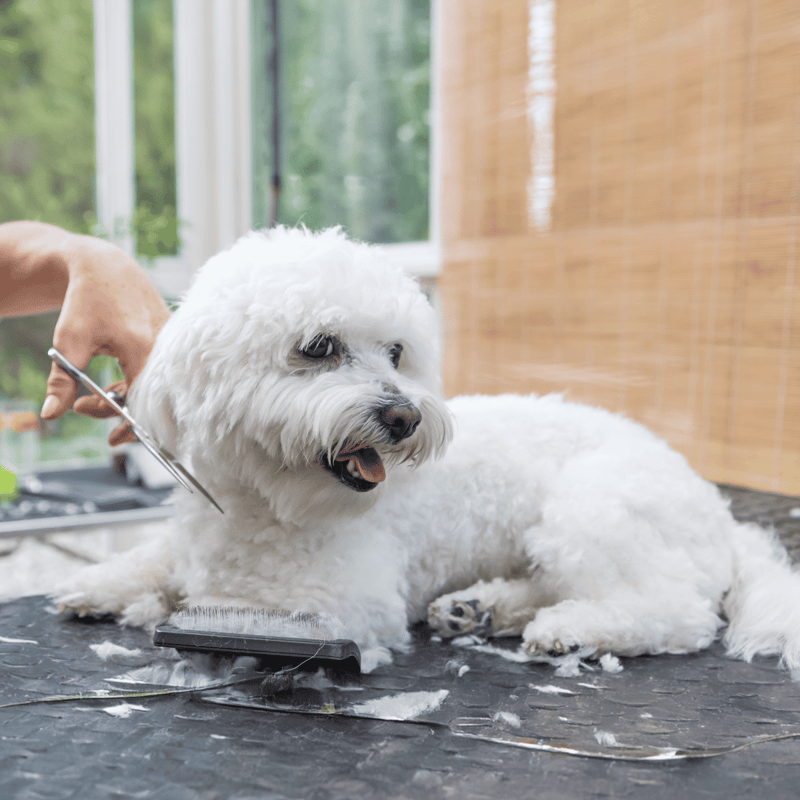 Dog getting groomed at a pet salon for grooming, grooming tools, and a relaxing environment.