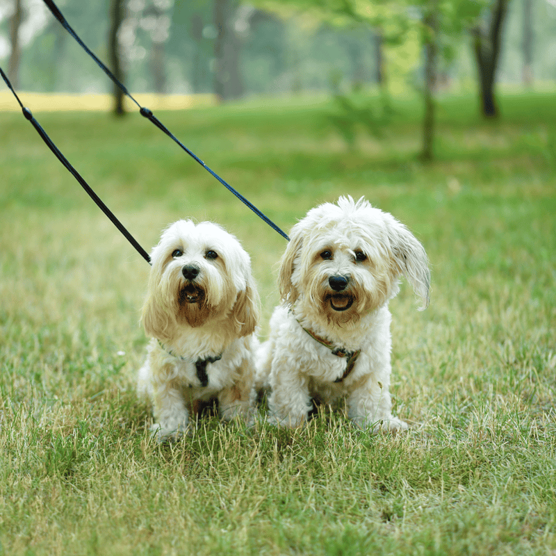 Dog leashes on two adorable dogs at park.