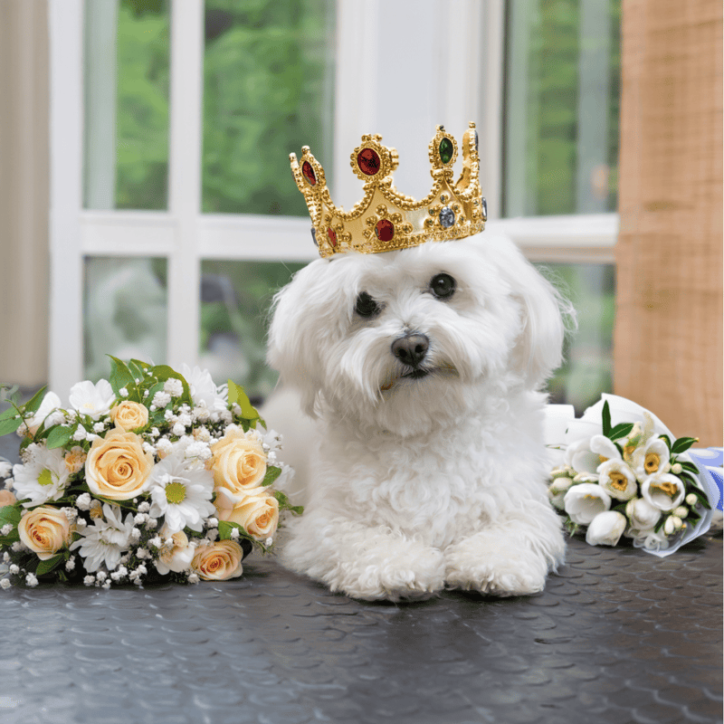 Adorable dog wearing a royal crown surrounded by flowers for a charming pet photo.