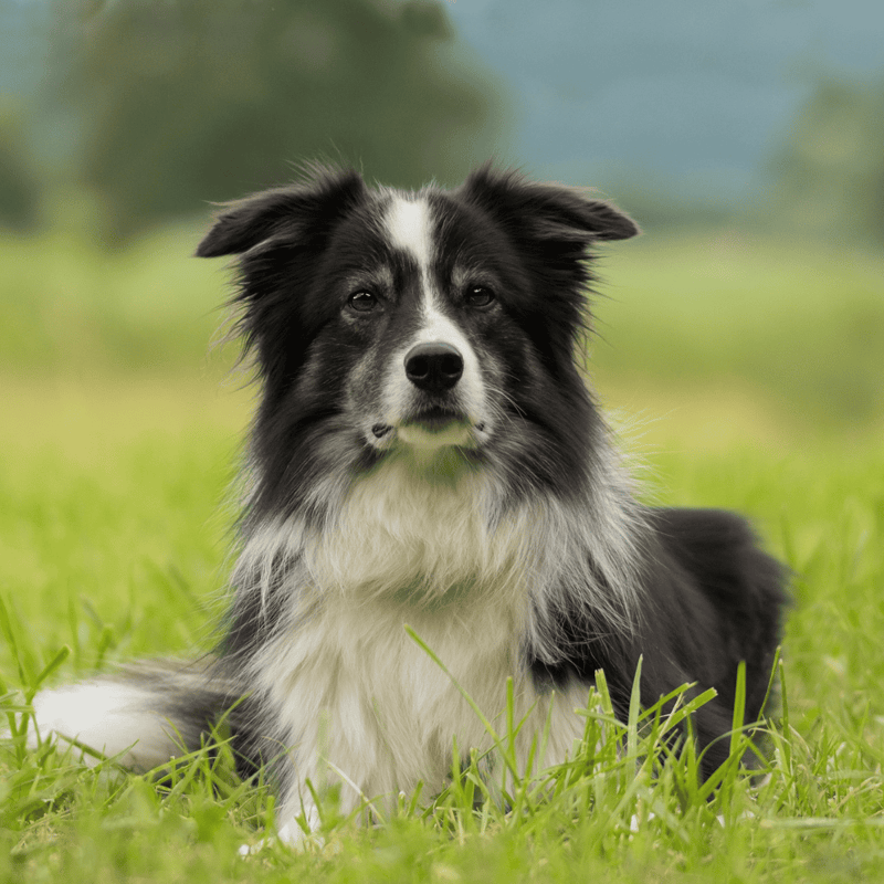 Border Collie overview