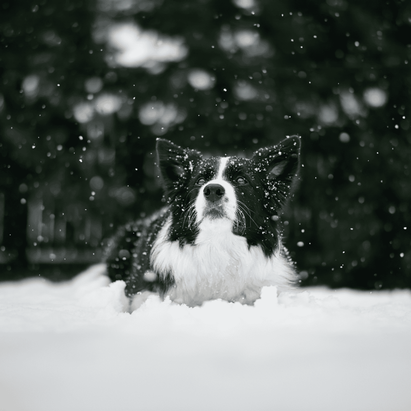 Cute Border Collie playing in fresh snow outdoors.