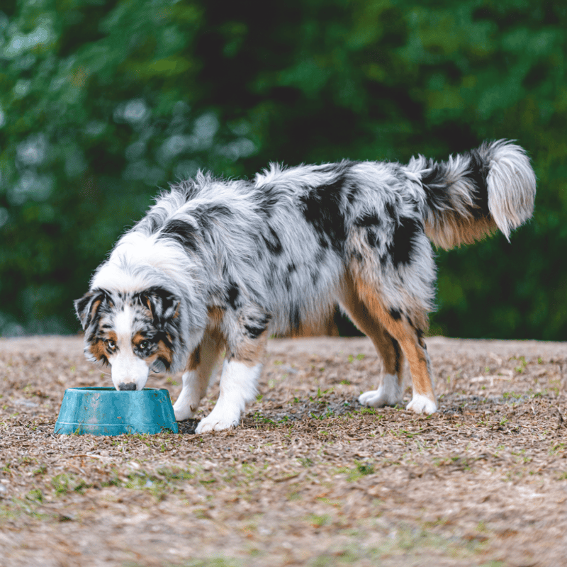 Dogfix.com logo demonstrating pet nutrition and care.