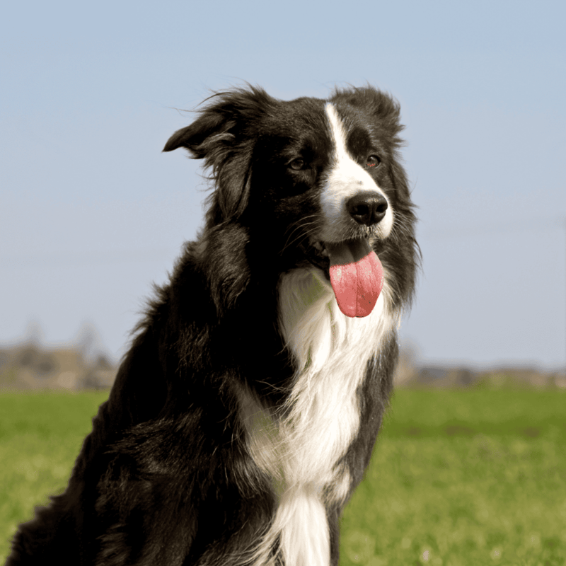 Border Collie photo 3