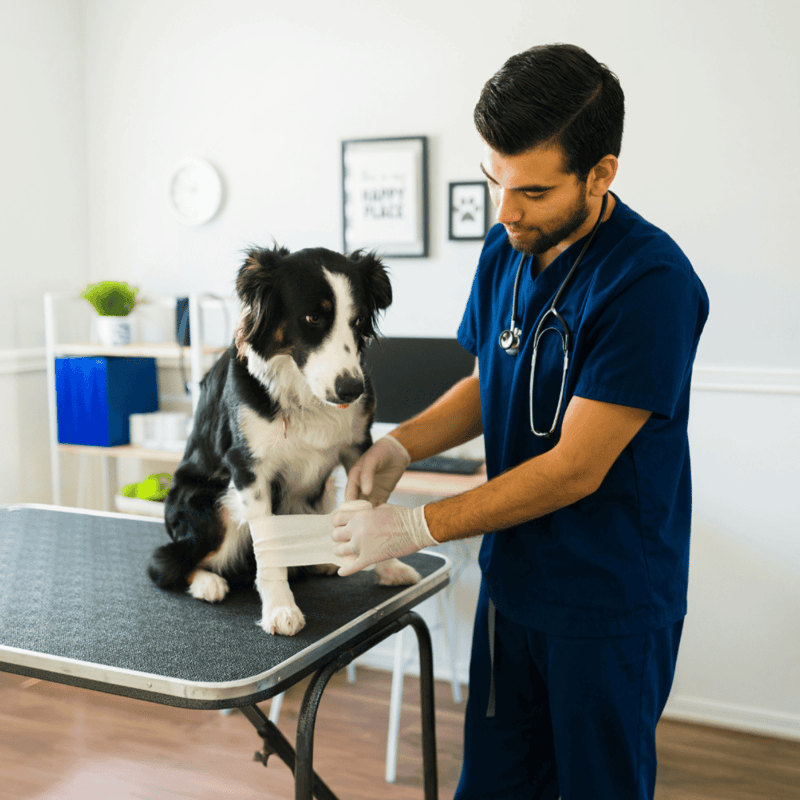 Border Collie health